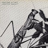 Courtney Barnett - Creature of Habit (Ltd. Ed. 140G Caramel Vinyl, Gatefold) - BTRC ROTM - Blind Tiger Record Club